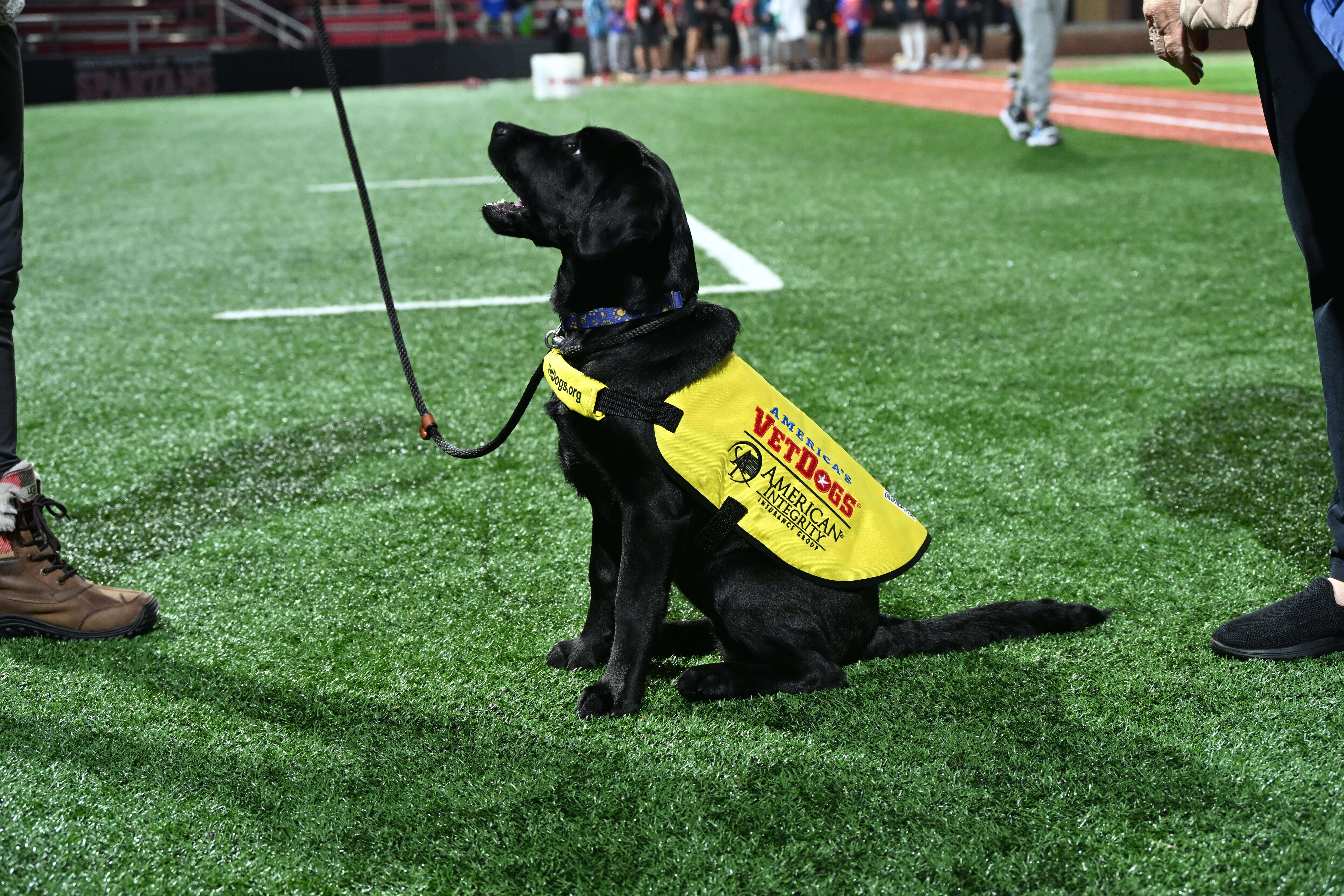 A black labrador in a yellow Vet Dogs vest with the American Integrity logo, sitting on a field looking at his trainer